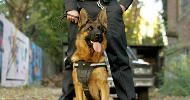 K9 Security